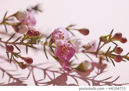 Close-up of spring pink flowers on a pink background. Spring time Close-up of spring pink flowers on a pink background. Spring time 44104735