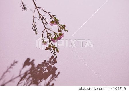 Branch with pink flowers and shadow on a pink background Branch with pink flowers and shadow on a pink background 44104749