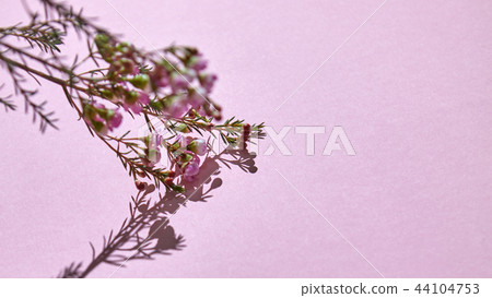 Branch with pink spring flowers on a pink background Branch with pink spring flowers on a pink background 44104753