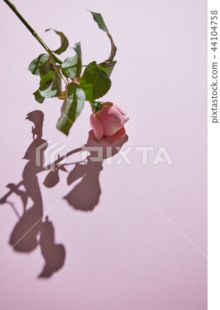 An elegant pink rose on a purple background. Holiday postcard An elegant pink rose on a purple background. Holiday postcard 44104758