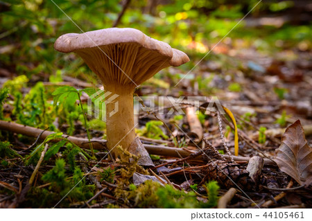 Mushroom on forest floor, close up 44105461