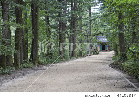 Fir, Woljeongsa Temple, Pyeongchang County, Gangwon Province Fir, Woljeongsa Temple, Pyeongchang County, Gangwon Province 44105817