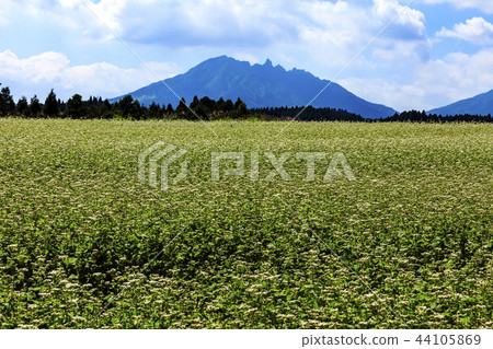 蕎麥田 蕎麥田 44105869