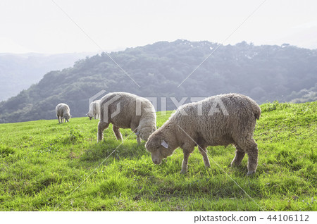 江西省平昌郡大邱裡榮楊 江西省平昌郡大邱裡榮楊 44106112