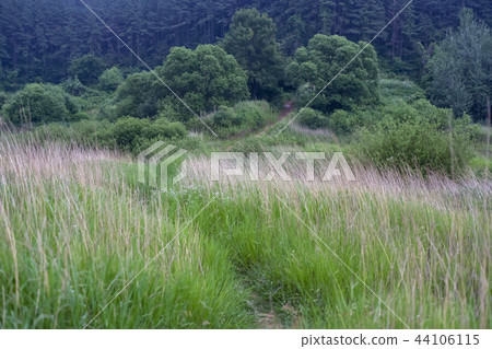 Grass, forest, Daecheong Lake, Chungcheongnam-do Grass, forest, Daecheong Lake, Chungcheongnam-do 44106115