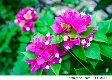 bougainvillea magenta color white pollen blooming 44106149