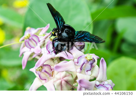 bumble bee found the sweet water from Crown flower 44106150