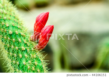 cactus its thorn and flower grown in the garden cactus its thorn and flower grown in the garden 44106151