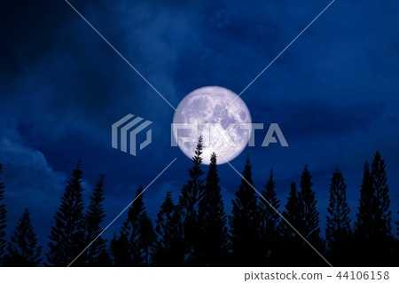 full moon back silhouette pine in dark night sky 44106158