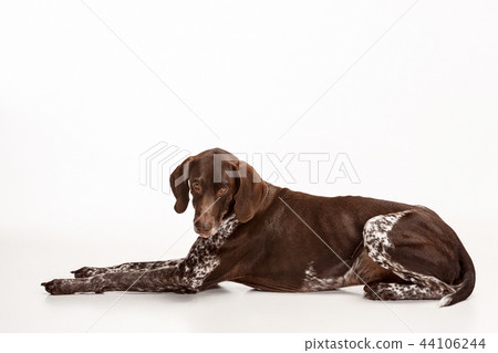 German Shorthaired Pointer - Kurzhaar puppy dog isolated on white background German Shorthaired Pointer - Kurzhaar puppy dog isolated on white background 44106244