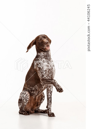 German Shorthaired Pointer - Kurzhaar puppy dog isolated on white background German Shorthaired Pointer - Kurzhaar puppy dog isolated on white background 44106245