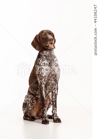 German Shorthaired Pointer - Kurzhaar puppy dog isolated on white background German Shorthaired Pointer - Kurzhaar puppy dog isolated on white background 44106247