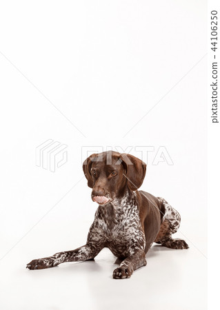 German Shorthaired Pointer Kurzhaar Puppy Dog Stock Photo