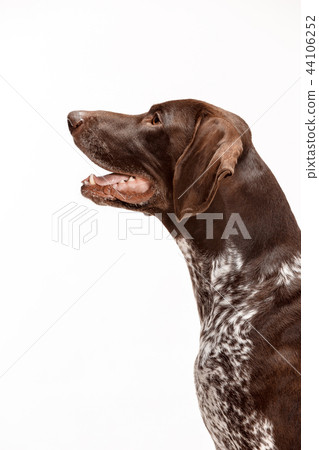 German Shorthaired Pointer - Kurzhaar puppy dog isolated on white background 44106252