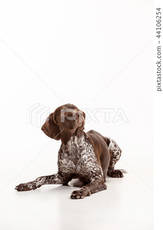 German Shorthaired Pointer - Kurzhaar puppy dog isolated on white background German Shorthaired Pointer - Kurzhaar puppy dog isolated on white background 44106254