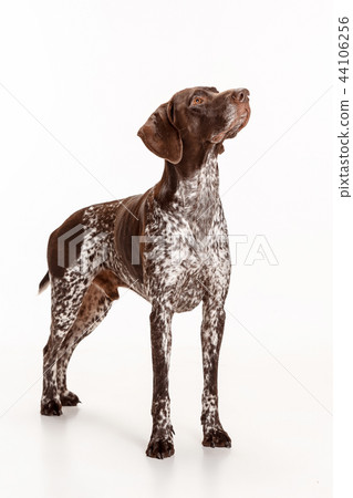 German Shorthaired Pointer - Kurzhaar puppy dog isolated on white background German Shorthaired Pointer - Kurzhaar puppy dog isolated on white background 44106256
