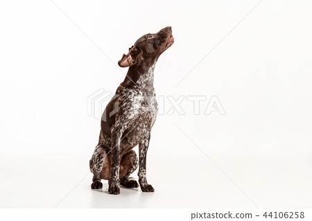 German Shorthaired Pointer - Kurzhaar puppy dog isolated on white background German Shorthaired Pointer - Kurzhaar puppy dog isolated on white background 44106258