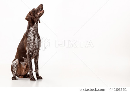 German Shorthaired Pointer - Kurzhaar puppy dog isolated on white background 44106261