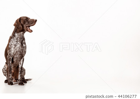 German Shorthaired Pointer Kurzhaar Puppy Dog Stock Photo