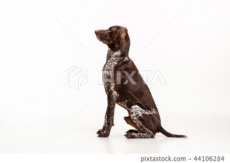 German Shorthaired Pointer - Kurzhaar puppy dog isolated on white background German Shorthaired Pointer - Kurzhaar puppy dog isolated on white background 44106284