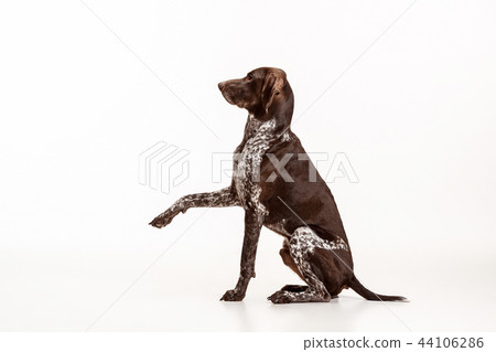 German Shorthaired Pointer - Kurzhaar puppy dog isolated on white background 44106286