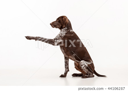 German Shorthaired Pointer - Kurzhaar puppy dog isolated on white background German Shorthaired Pointer - Kurzhaar puppy dog isolated on white background 44106287