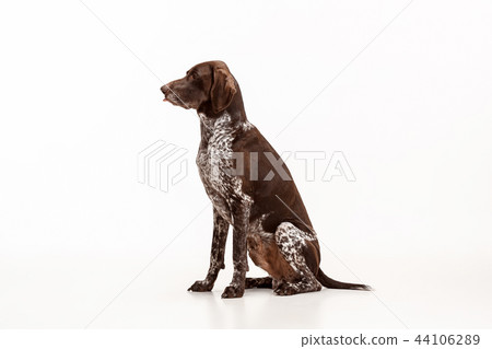 German Shorthaired Pointer - Kurzhaar puppy dog isolated on white background German Shorthaired Pointer - Kurzhaar puppy dog isolated on white background 44106289
