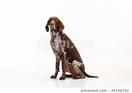 German Shorthaired Pointer - Kurzhaar puppy dog isolated on white background German Shorthaired Pointer - Kurzhaar puppy dog isolated on white background 44106292