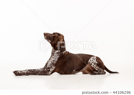 German Shorthaired Pointer - Kurzhaar puppy dog isolated on white background 44106296