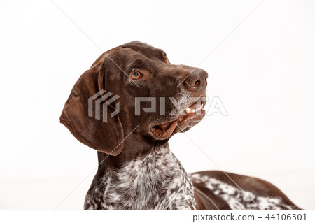 German Shorthaired Pointer - Kurzhaar puppy dog isolated on white background German Shorthaired Pointer - Kurzhaar puppy dog isolated on white background 44106301