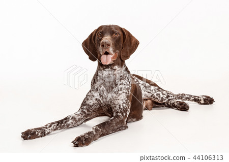 German Shorthaired Pointer - Kurzhaar puppy dog isolated on white background German Shorthaired Pointer - Kurzhaar puppy dog isolated on white background 44106313