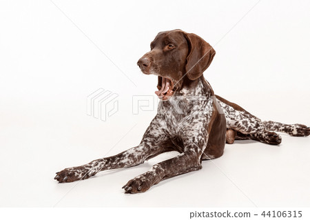 German Shorthaired Pointer - Kurzhaar puppy dog isolated on white background German Shorthaired Pointer - Kurzhaar puppy dog isolated on white background 44106315