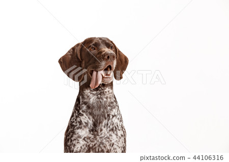 German Shorthaired Pointer Kurzhaar Puppy Dog Stock Photo