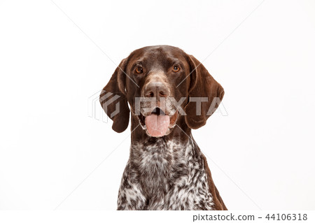 German Shorthaired Pointer - Kurzhaar puppy dog isolated on white background German Shorthaired Pointer - Kurzhaar puppy dog isolated on white background 44106318