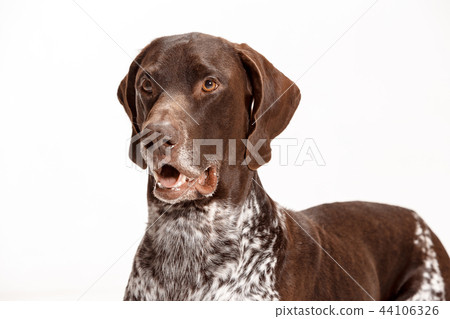 German Shorthaired Pointer - Kurzhaar puppy dog isolated on white background German Shorthaired Pointer - Kurzhaar puppy dog isolated on white background 44106326