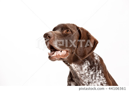 German Shorthaired Pointer - Kurzhaar puppy dog isolated on white background German Shorthaired Pointer - Kurzhaar puppy dog isolated on white background 44106361