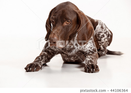 German Shorthaired Pointer - Kurzhaar puppy dog isolated on white background German Shorthaired Pointer - Kurzhaar puppy dog isolated on white background 44106364