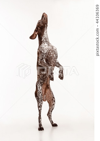 German Shorthaired Pointer - Kurzhaar puppy dog isolated on white background German Shorthaired Pointer - Kurzhaar puppy dog isolated on white background 44106369