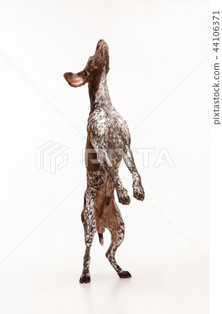 German Shorthaired Pointer Kurzhaar Puppy Dog Stock Photo