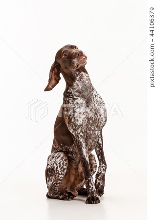 German Shorthaired Pointer - Kurzhaar puppy dog isolated on white background German Shorthaired Pointer - Kurzhaar puppy dog isolated on white background 44106379
