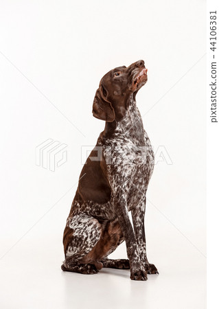 German Shorthaired Pointer - Kurzhaar puppy dog isolated on white background German Shorthaired Pointer - Kurzhaar puppy dog isolated on white background 44106381
