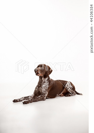German Shorthaired Pointer - Kurzhaar puppy dog isolated on white background 44106384