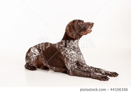 German Shorthaired Pointer - Kurzhaar puppy dog isolated on white background German Shorthaired Pointer - Kurzhaar puppy dog isolated on white background 44106386