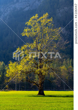 Elm tree on meadow in autumn 44106447