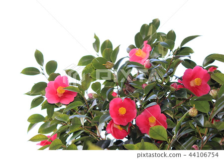 山茶花 44106754