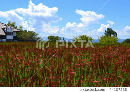 紅米的米領域 44107288