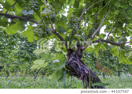 White wine / vine 44107597
