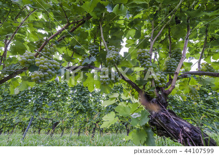 White wine / vine 44107599