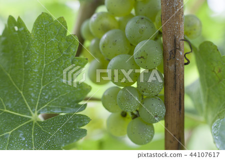 White wine / vine White wine / vine 44107617