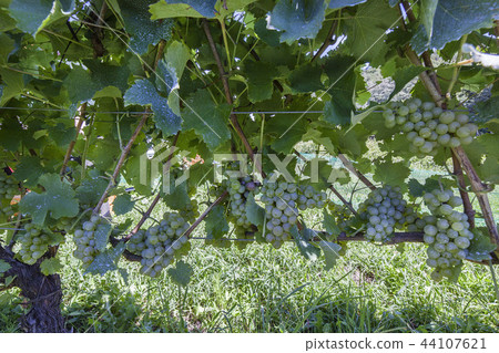 White wine / vine White wine / vine 44107621